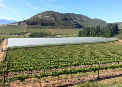Agrinette Nette Medium 2 | agrinette.co.za